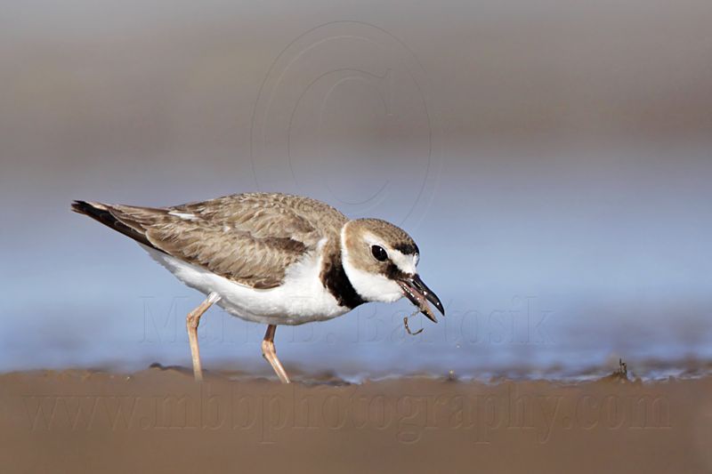 _MG_5992 Wilsons Plover.jpg