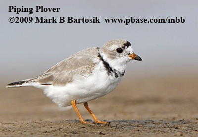 _MG_8253-4 Piping Plover.gif