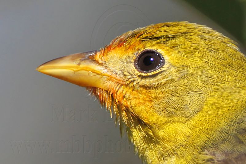 _MG_7955 Western Tanager.jpg