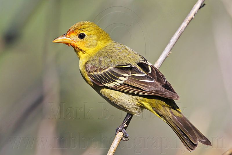 _MG_8191 Western Tanager.jpg