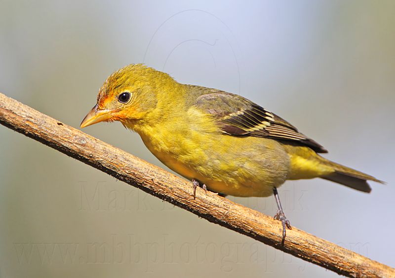 _MG_8232 Western Tanager.jpg