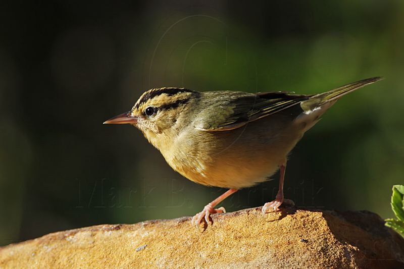 _MG_8631 Worm-eating Warbler.jpg