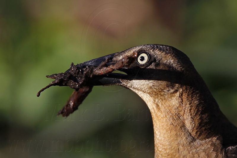 _MG_8814 Great-tailed Grackle.jpg