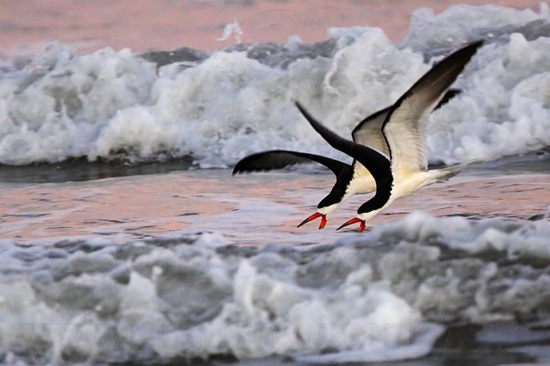 _MG_9407 Black Skimmer.jpg