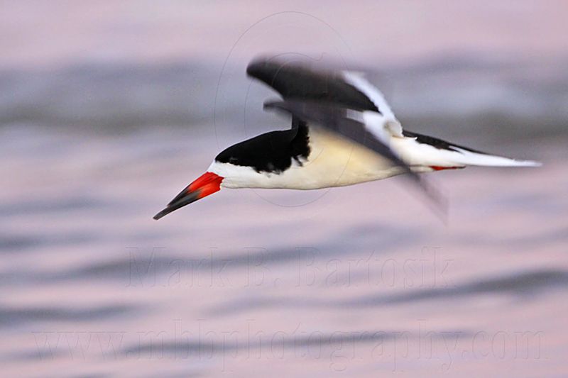 _MG_9431 Black Skimmer.jpg