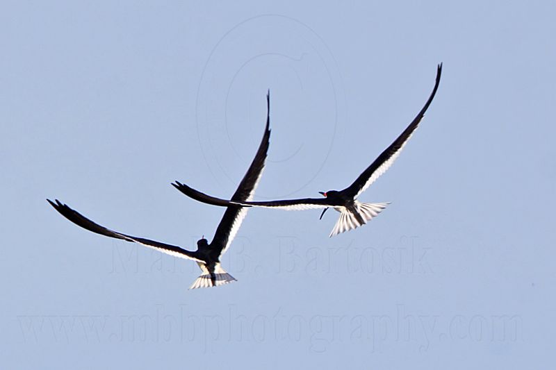 _MG_0976 Black Skimmer.jpg