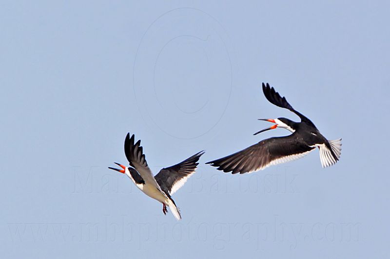 _MG_0979 Black Skimmer.jpg