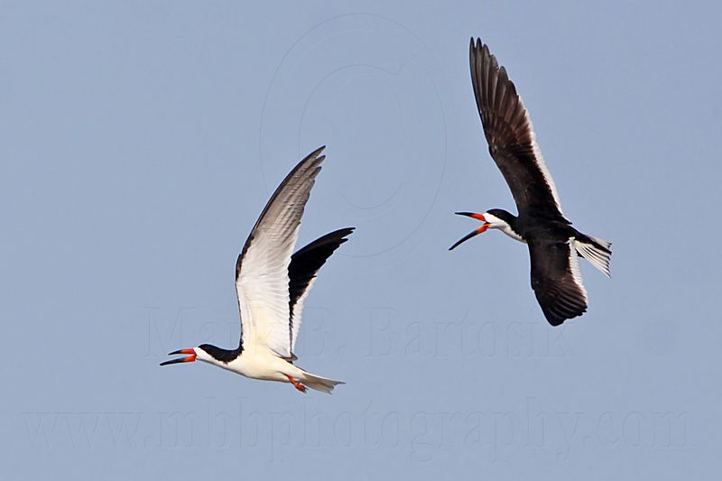 _MG_0980 Black Skimmer.jpg