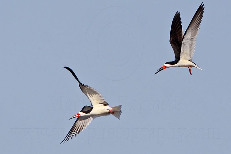 _MG_0981 Black Skimmer.jpg