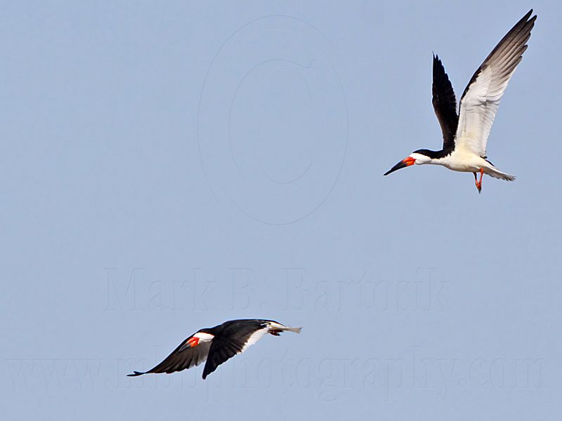 _MG_0982 Black Skimmer.jpg