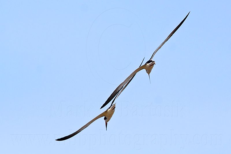 _MG_0987 Black Skimmer.jpg