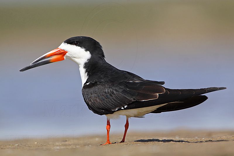 _MG_9226 Black Skimmer.jpg