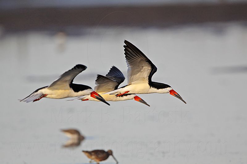 _MG_6344 Black Skimmer.jpg