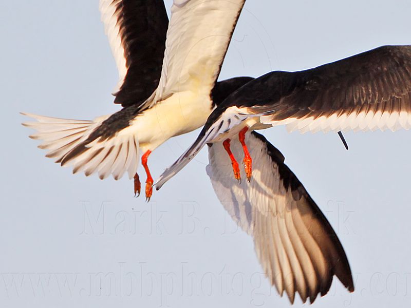 _MG_6496crop Black Skimmer.jpg
