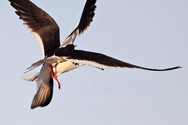 _MG_6497 Black Skimmer.jpg