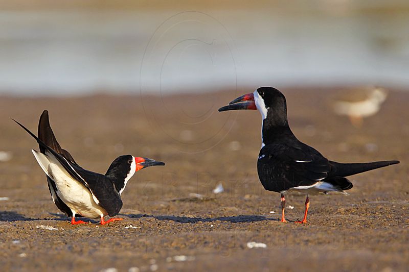 _MG_6814 Black Skimmer.jpg