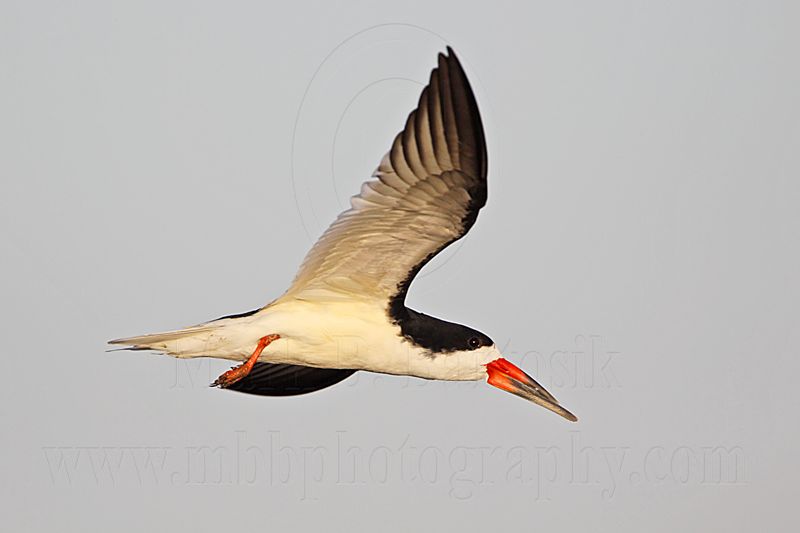 _MG_7132 Black Skimmer.jpg
