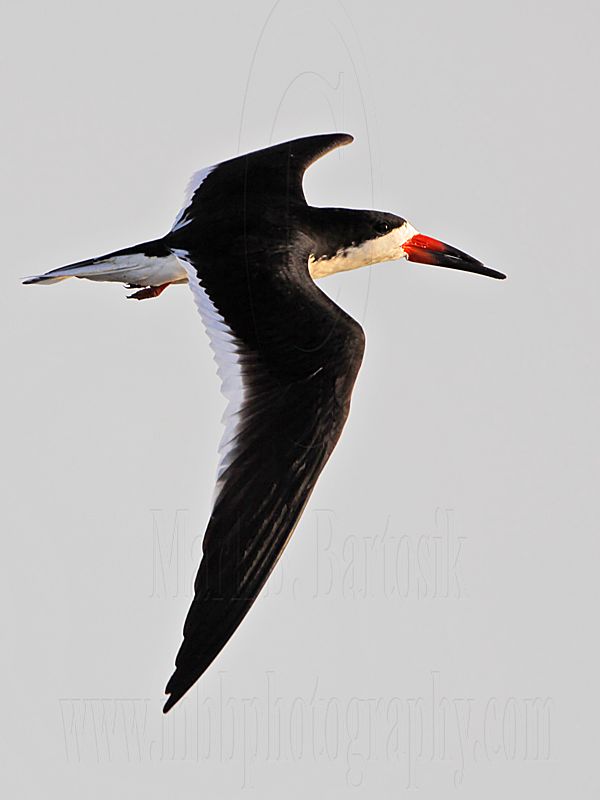 _MG_7144 Black Skimmer.jpg