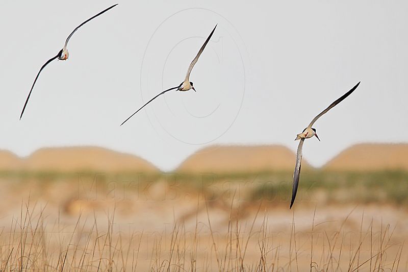 _MG_7237 Black Skimmer.jpg