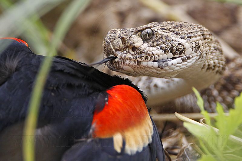 _MG_3021 Western Diamondback Rattlesnake & Red-winged Blackbird.jpg