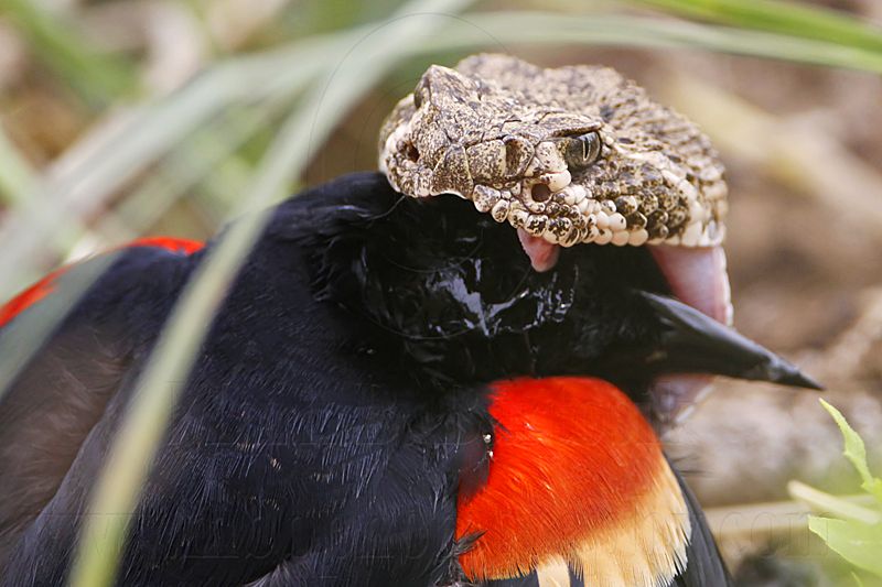 _MG_3084 Western Diamondback Rattlesnake & Red-winged Blackbird.jpg