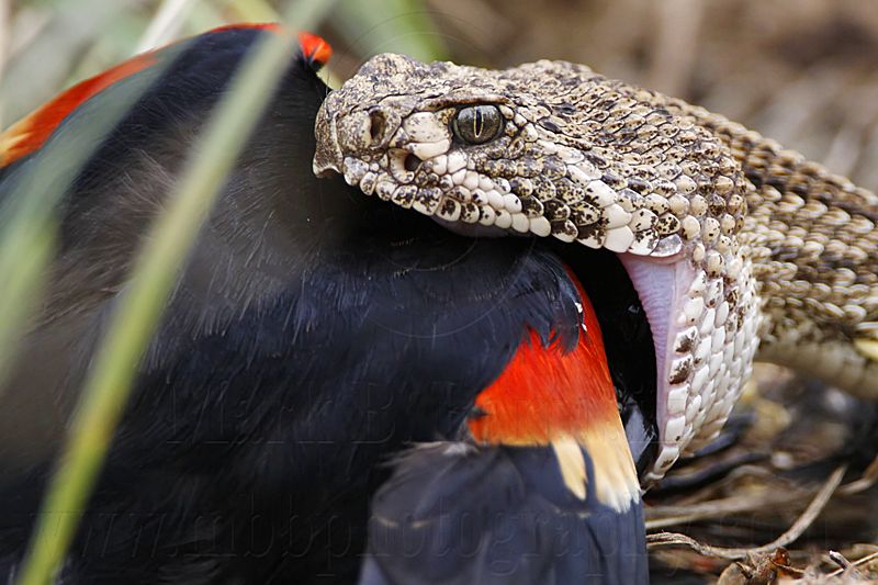 _MG_3221 Western Diamondback Rattlesnake & Red-winged Blackbird.jpg