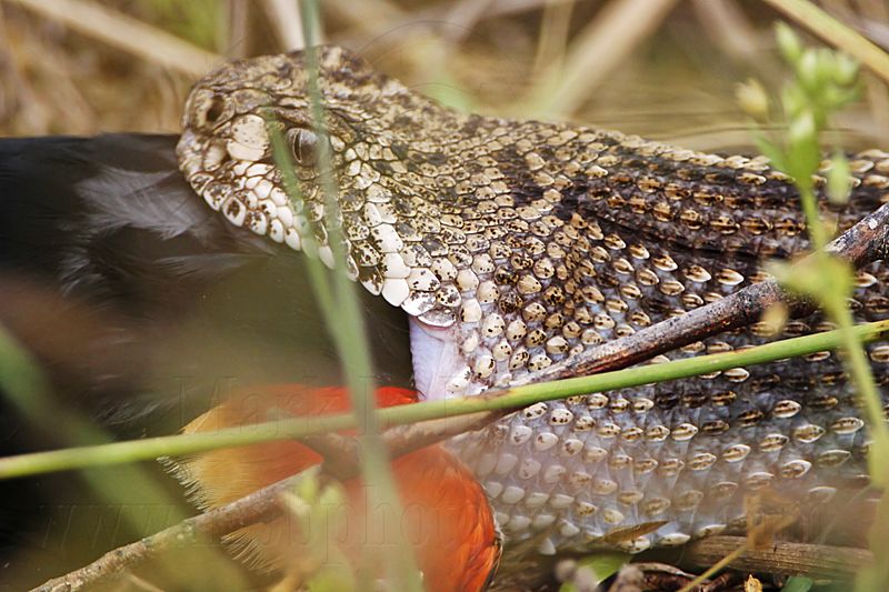 _MG_3476 Western Diamondback Rattlesnake & Red-winged Blackbird.jpg