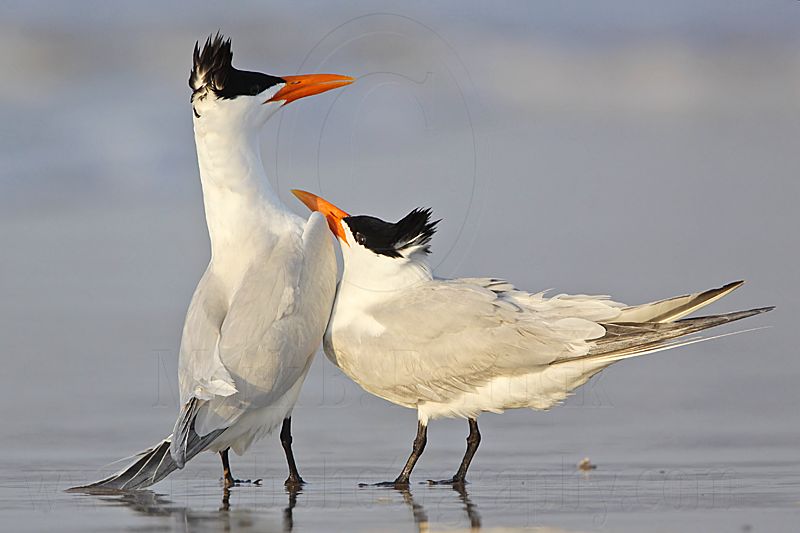 Royal Tern.jpg