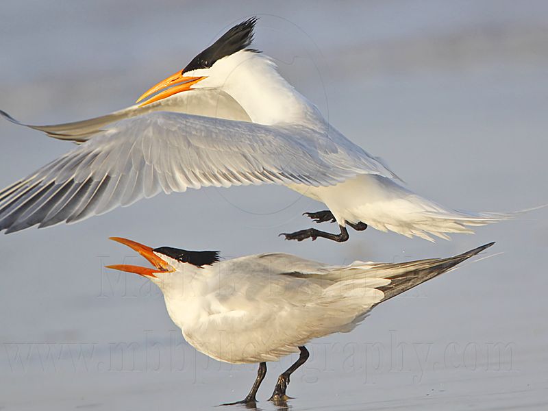 Royal Tern.jpg