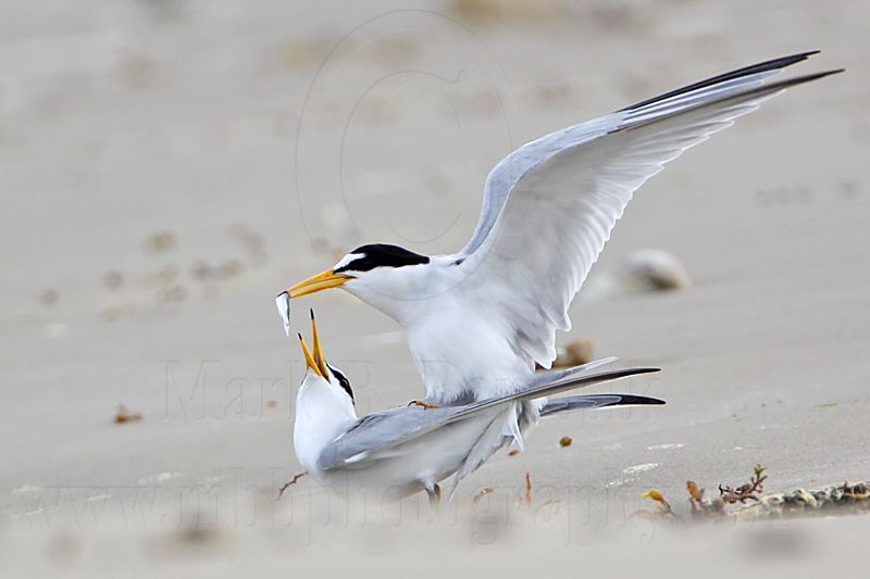 _MG_4097 Least Tern.jpg