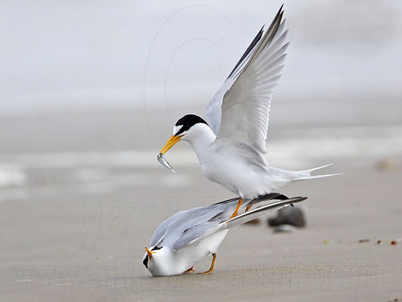 _MG_4213 Least Tern.jpg