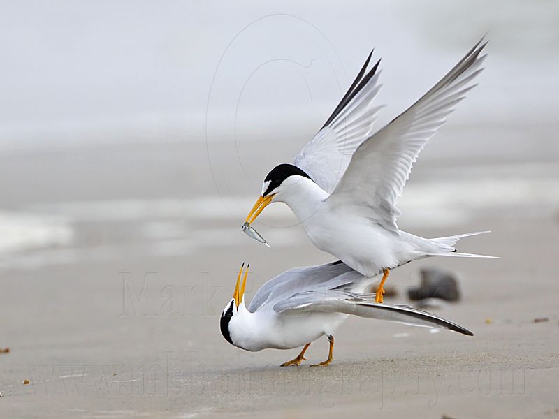 _MG_4214 Least Tern.jpg