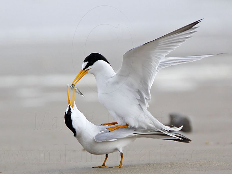 Least Tern.jpg