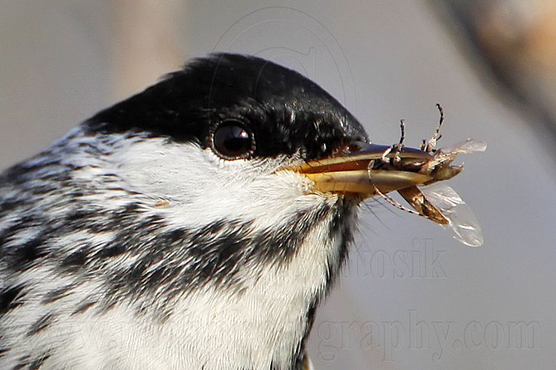 _MG_1112crop Blackpoll Warbler.jpg