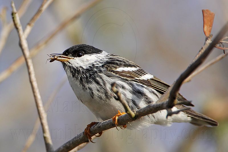 _MG_1158 Blackpoll Warbler.jpg