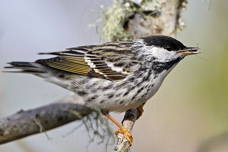 _MG_1803 Blackpoll Warbler.jpg
