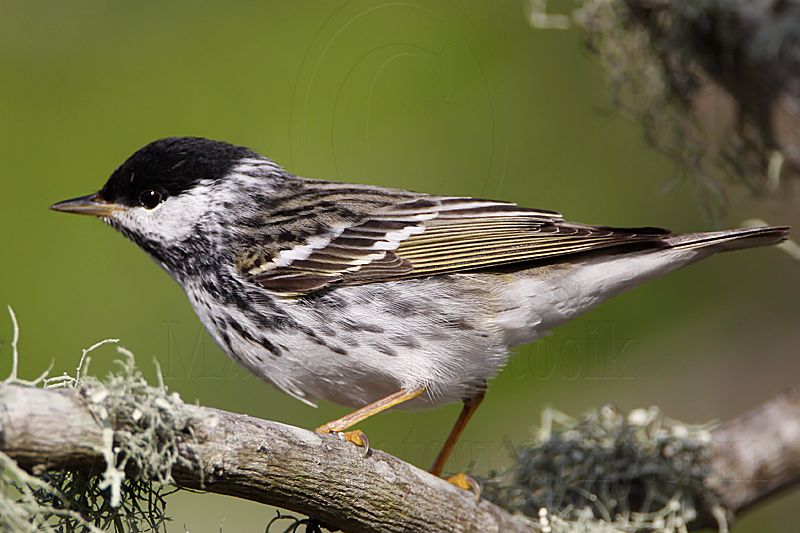 _MG_1848 Blackpoll Warbler.jpg