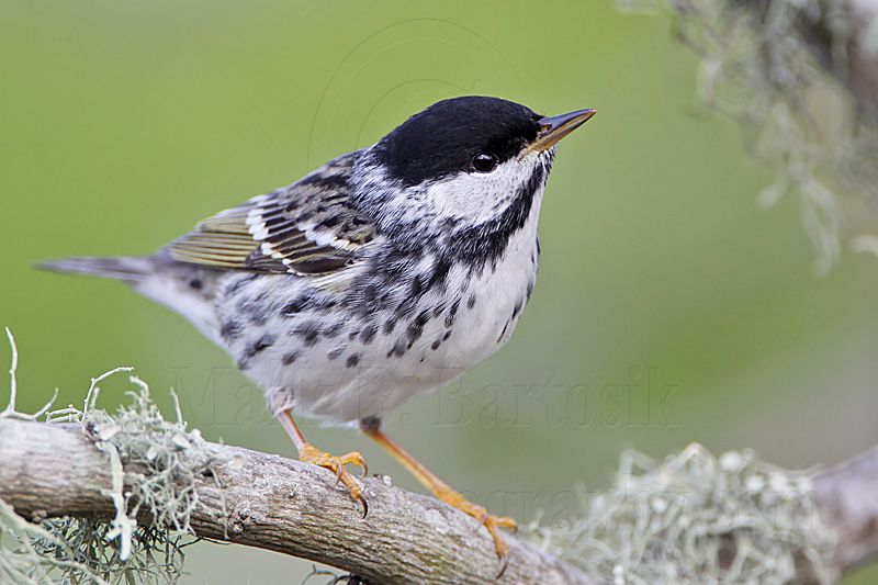 _MG_1911 Blackpoll Warbler.jpg