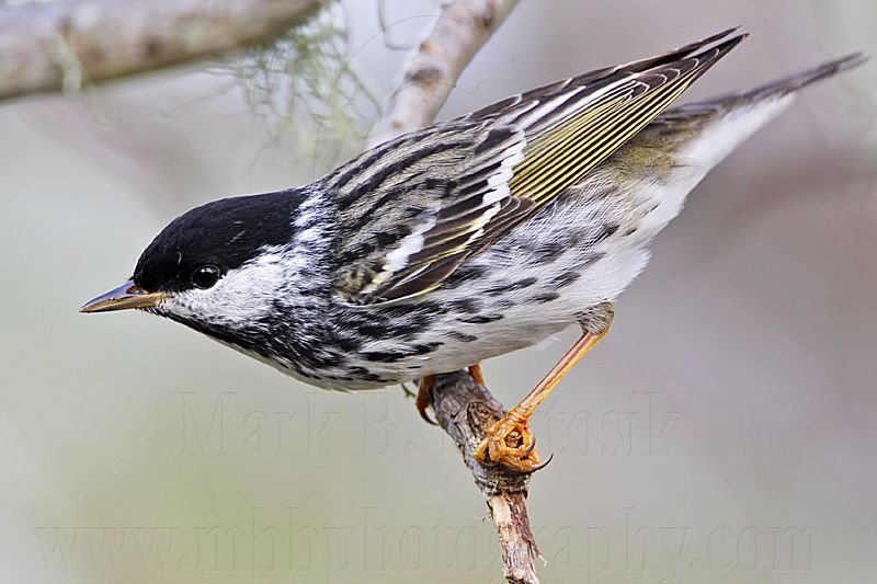 _MG_1952 Blackpoll Warbler.jpg