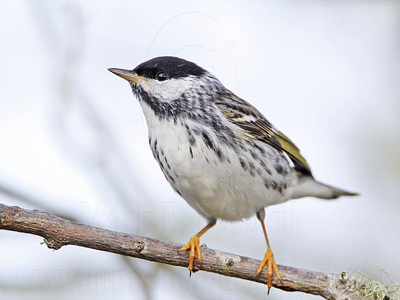 _MG_1978 Blackpoll Warbler.jpg