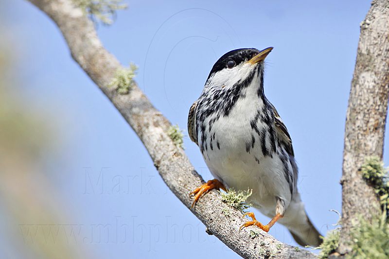 _MG_2046 Blackpoll Warbler.jpg