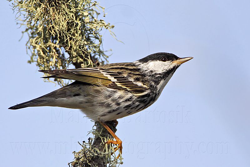 _MG_2193 Blackpoll Warbler.jpg