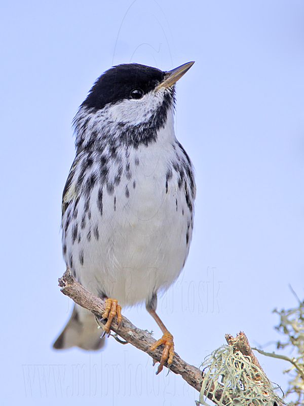 _MG_2221 Blackpoll Warbler.jpg