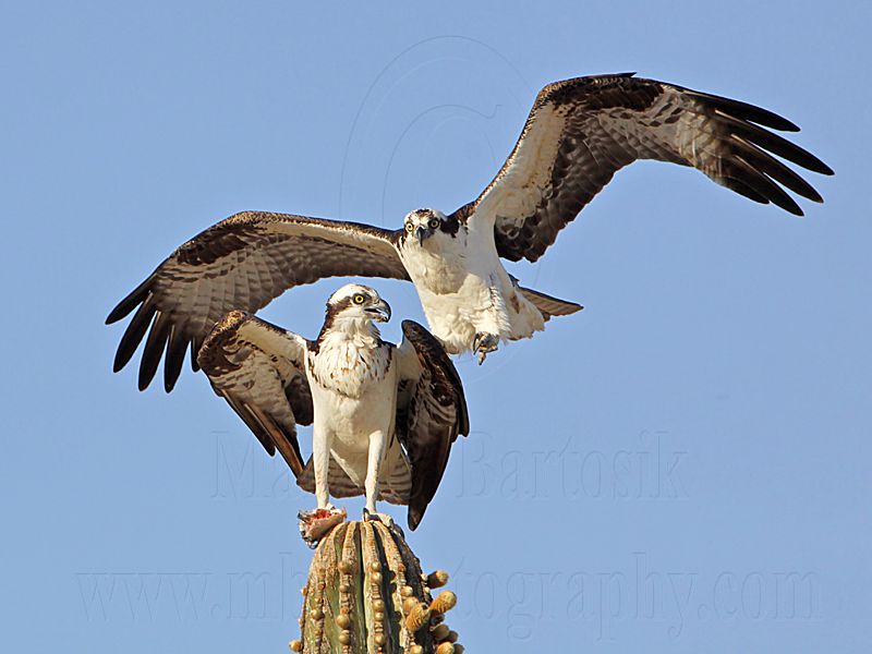 _MG_2934 Osprey.jpg