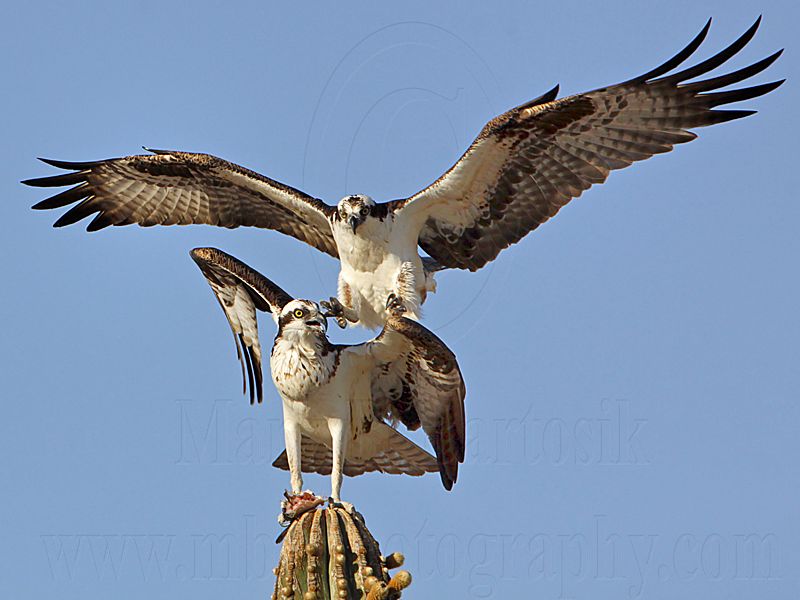 _MG_2935 Osprey.jpg