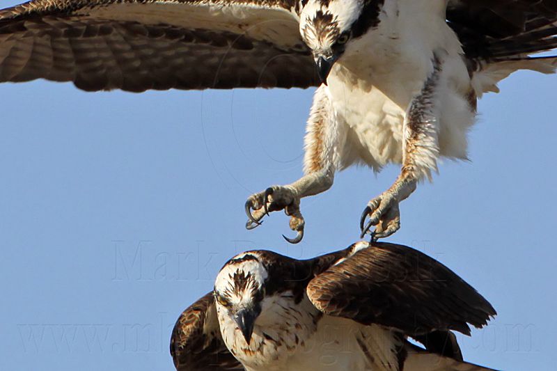 _MG_2939crop Osprey.jpg