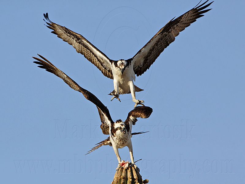 _MG_3174 Osprey.jpg