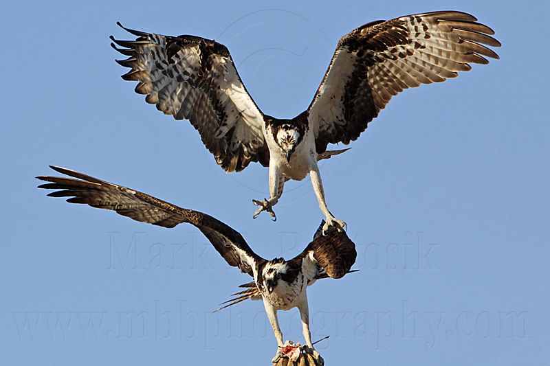 _MG_3175 Osprey.jpg