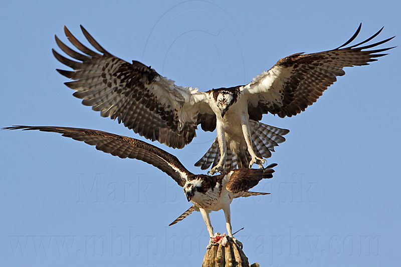 _MG_3176 Osprey.jpg