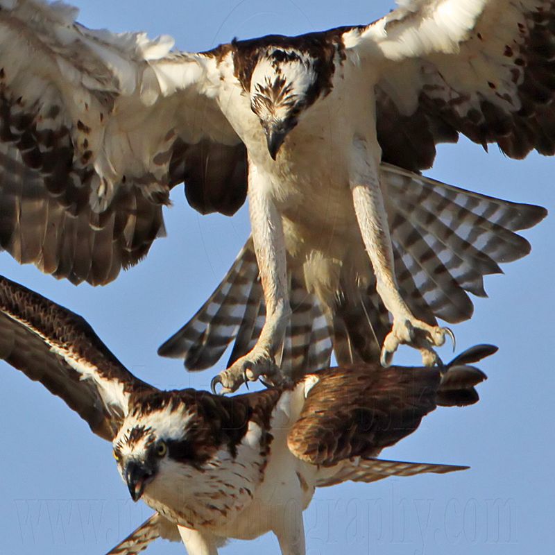 _MG_3176crop Osprey.jpg